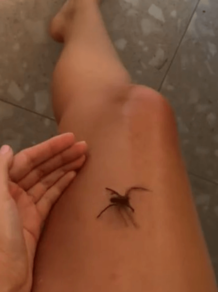 huntsman spider encounter with anna paul