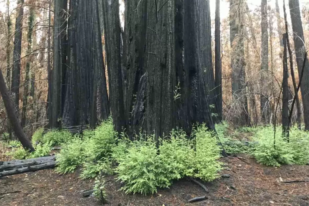 california redwoods